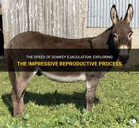 donkey ejaculating|Sexual behavior and ejaculate characteristics in Pêga donkeys .